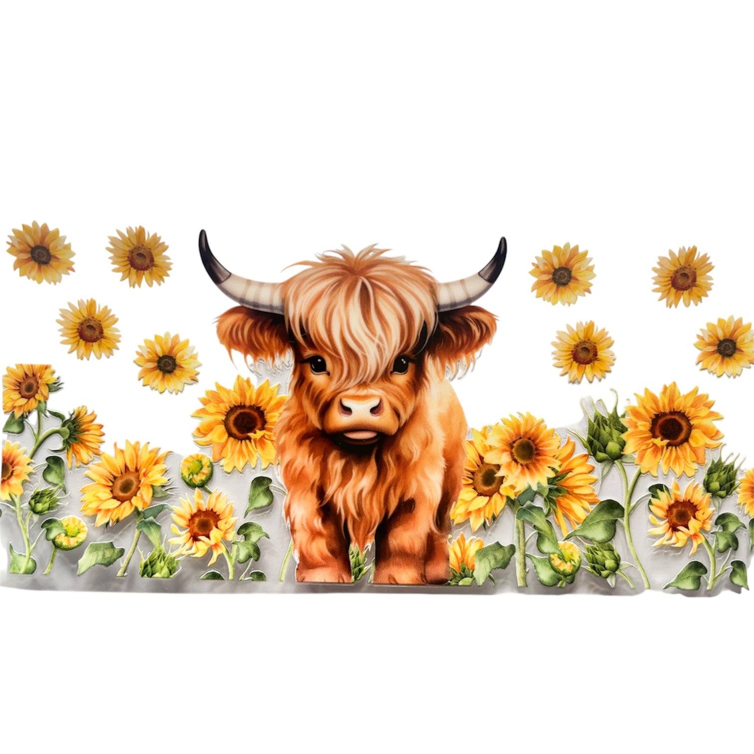 Highland cow